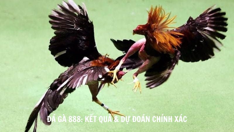 Đá Gà 888 Kết Quả & Dự Đoán Chính Xác